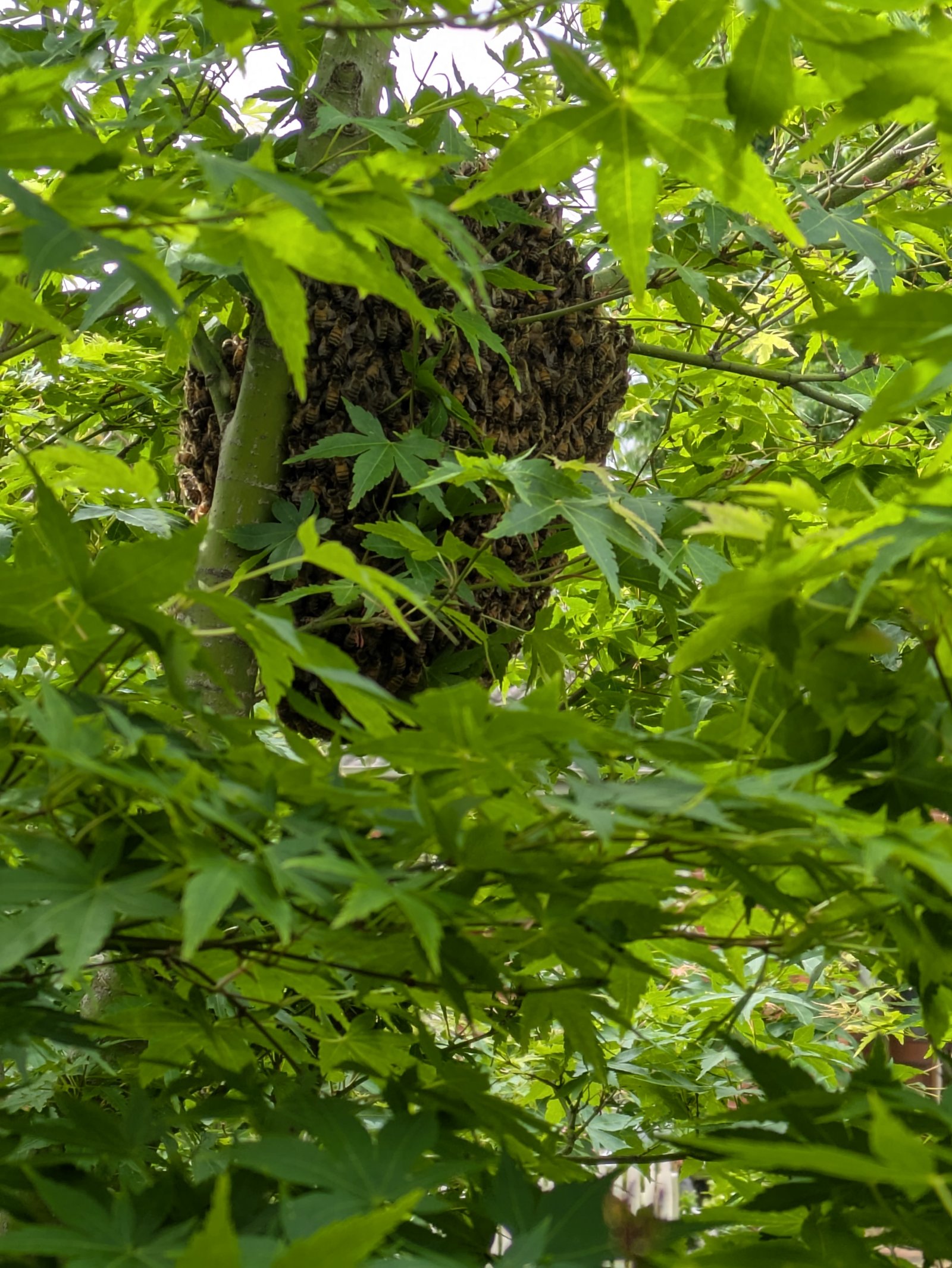 Swarm photo